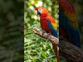 How long do macaws live? 😃