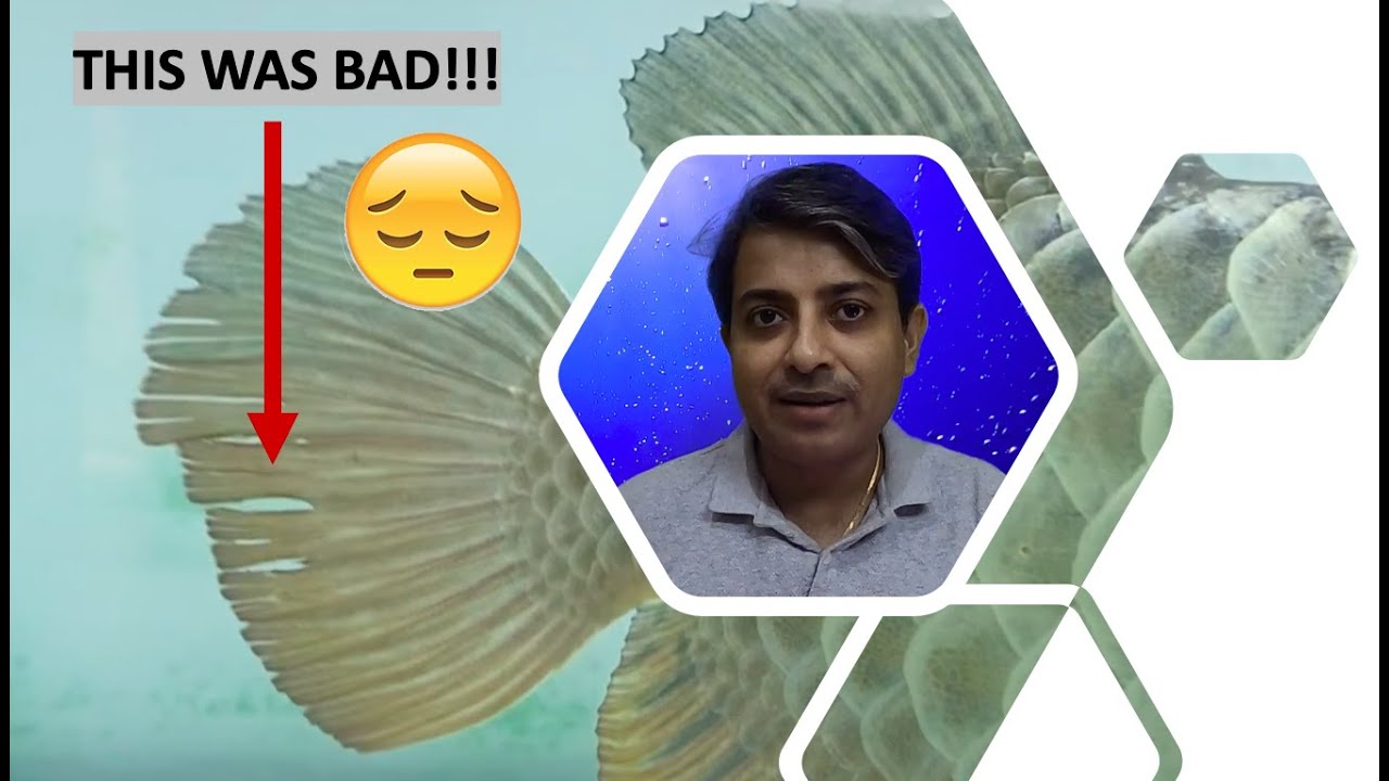 MY AROWANA HAD THE WORST FIN ROT! HOW WE CURED HER...