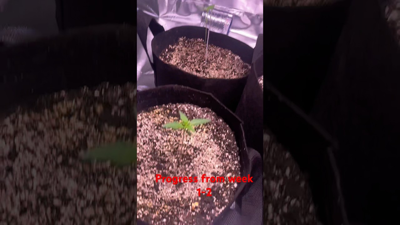 🐐’Lato AutoFlower 