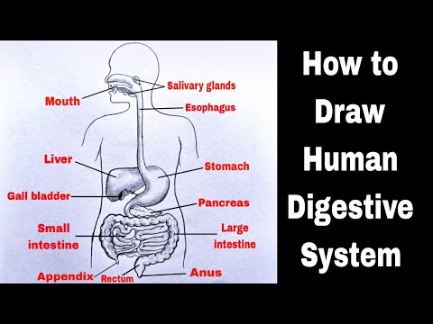 Human Digestive System Drawing | How to Draw Human Digestive System Diagram | मानव पाचन तंत्र चित्र