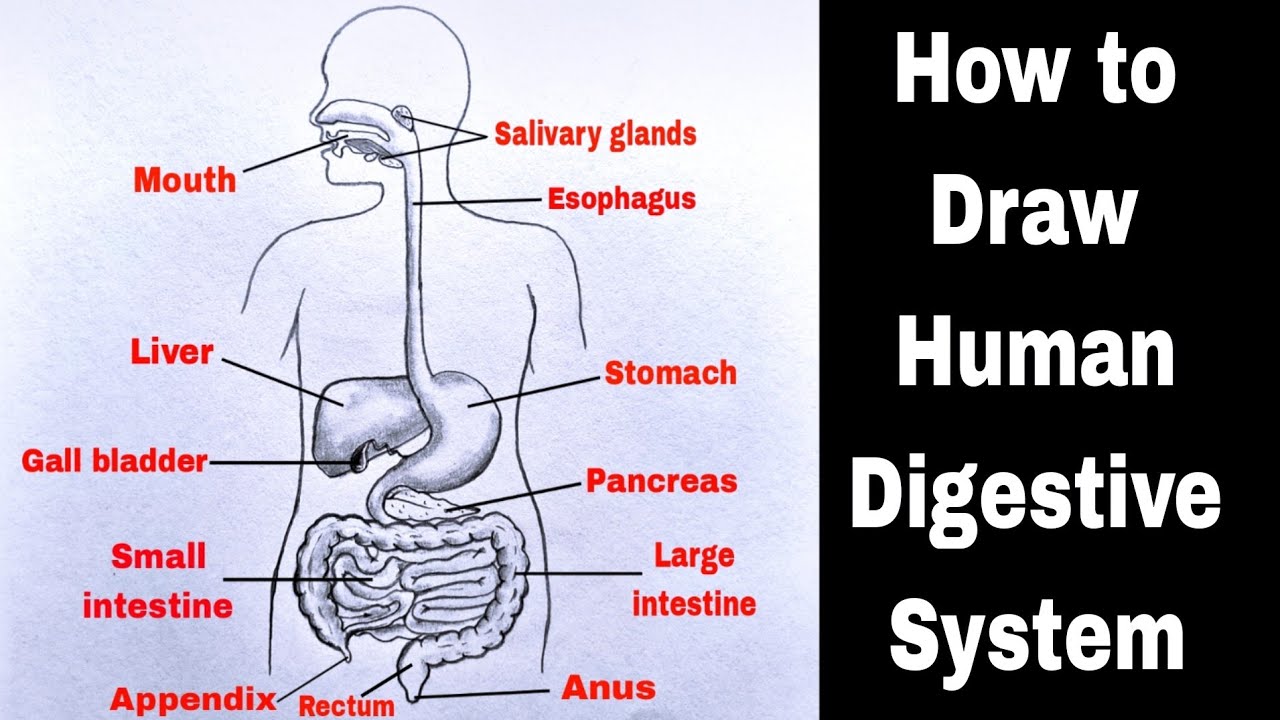 How to Draw a Model of the Digestive System: 15 Steps