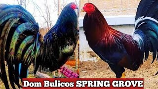 Nice and Beautiful Birds🐓 Dom Bulicos SPRING GROVE Farm USA California