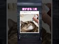 本当偉い！ヨシヨシしたい！笑　#shorts#動物#かわいい#可愛い#癒し#癒し動画 #猫 #目薬