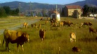 GANADERIA MONTSE. LLANO de VALDEARROYO. CAMPOO-CANTABRIA. / www.llano43.com