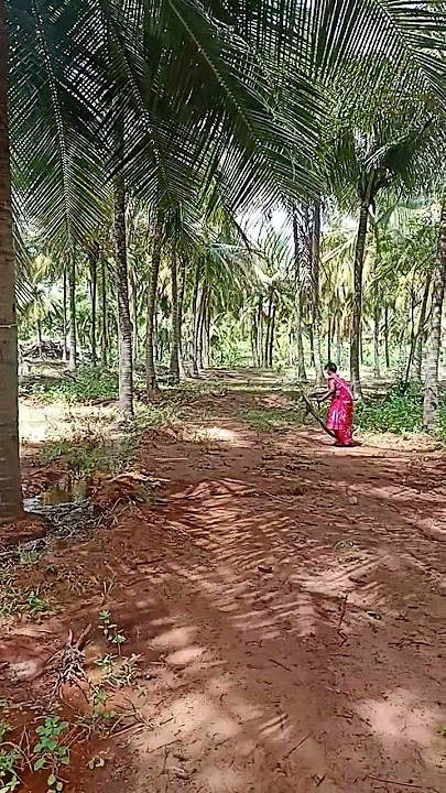 ஸ்ரீ பாண்டி முனி சக்தி பீடம் மாதேவி கவிதா அம்மா தோட்டத்தை சுத்தப்படுத்தறோம்