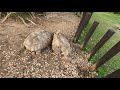 リクガメの喧嘩