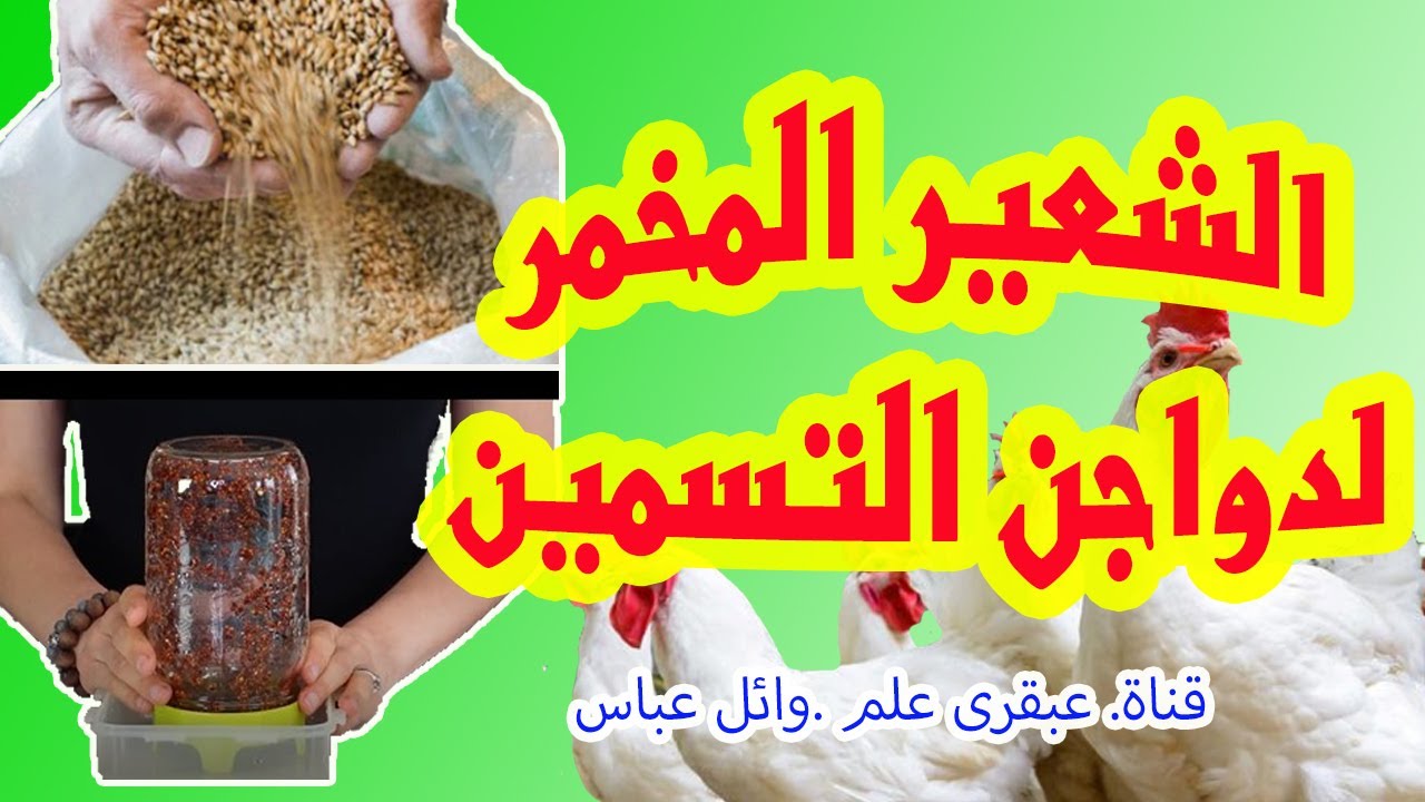 الشعير المخمر: السلاح السري لرفع مناعة الفراخ البيضاء وتحقيق أرباح هائلة. قناة عبقرى علم