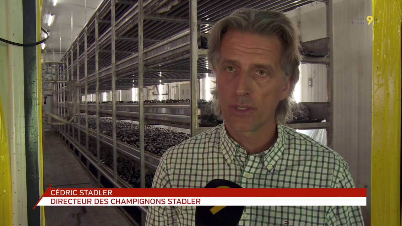 Entreprise de l'alimentation - Les champignons de Paris vaudois poussent à  Aigle en climat tempéré