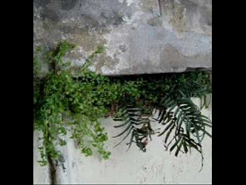Edmundo Rivero - Yuyo verde (Orq. Osvaldo Tarantino - 1976) acordes