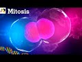 Easy Mitosis Explanation |Phases of Cell Cycle| Cell Division Process| Mitosis Diagram