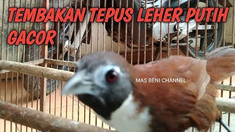 Tembakan Tepus Leher Putih Gacor Cocok Buat Masteran