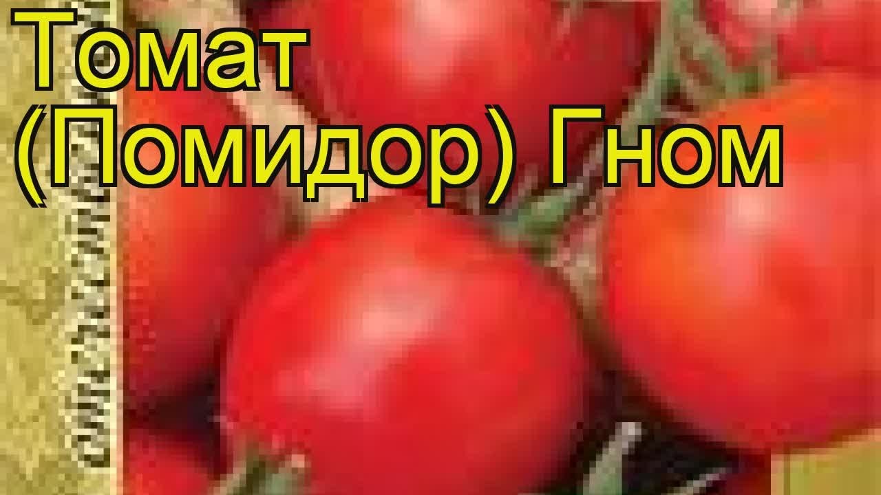 Томаты Гном Фото