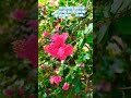 hibiscus 🌺flowe!!#ytshorts #flowers #nature #garden #shortvideo #sukoonwithankita #plants #gardening