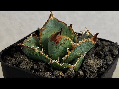 20260625 アガベ・チタノタ 疣猪/丸叶背刺（芽）-023｜agave titanota