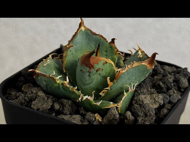 20260625 アガベ・チタノタ 疣猪/丸叶背刺（芽）-023｜agave titanota