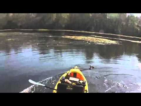 Goose Attacks Kayaker