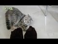 【5本指ソックスを恐がる猫】今日はほんきにゃ の動画、YouTube動画。