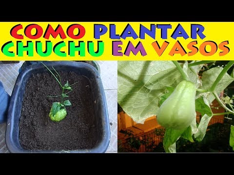 Como Plantar chuchu em Vasos, Da super Certo veja os Resultados!