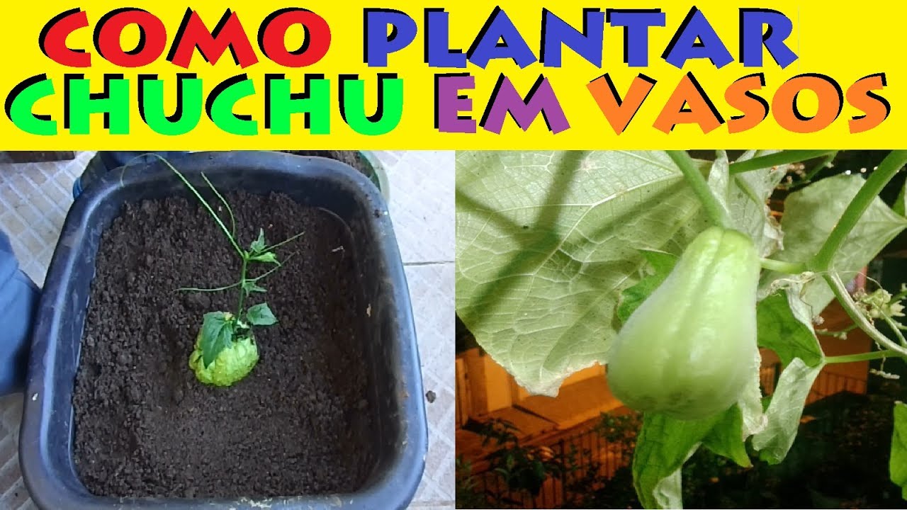 Como Plantar chuchu em Vasos, Da super Certo veja os Resultados!