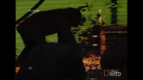 Random Chimp Event Emergency Update Broadcast Interruption (Event Update) 2/19/2020