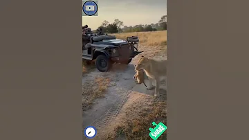 هكذا تعتني اللبوة بأبنائها الصغار في البريه سبحان الله الامومه حتي في الوحوش Shorts البرية الأسود 