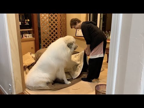 大きい犬  