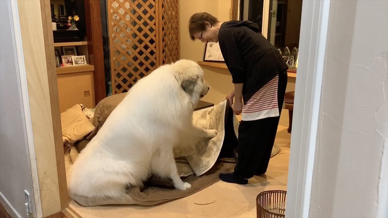 アランこたつを片付けないで欲しい Great Pyrenees グレートピレニーズ Youtube