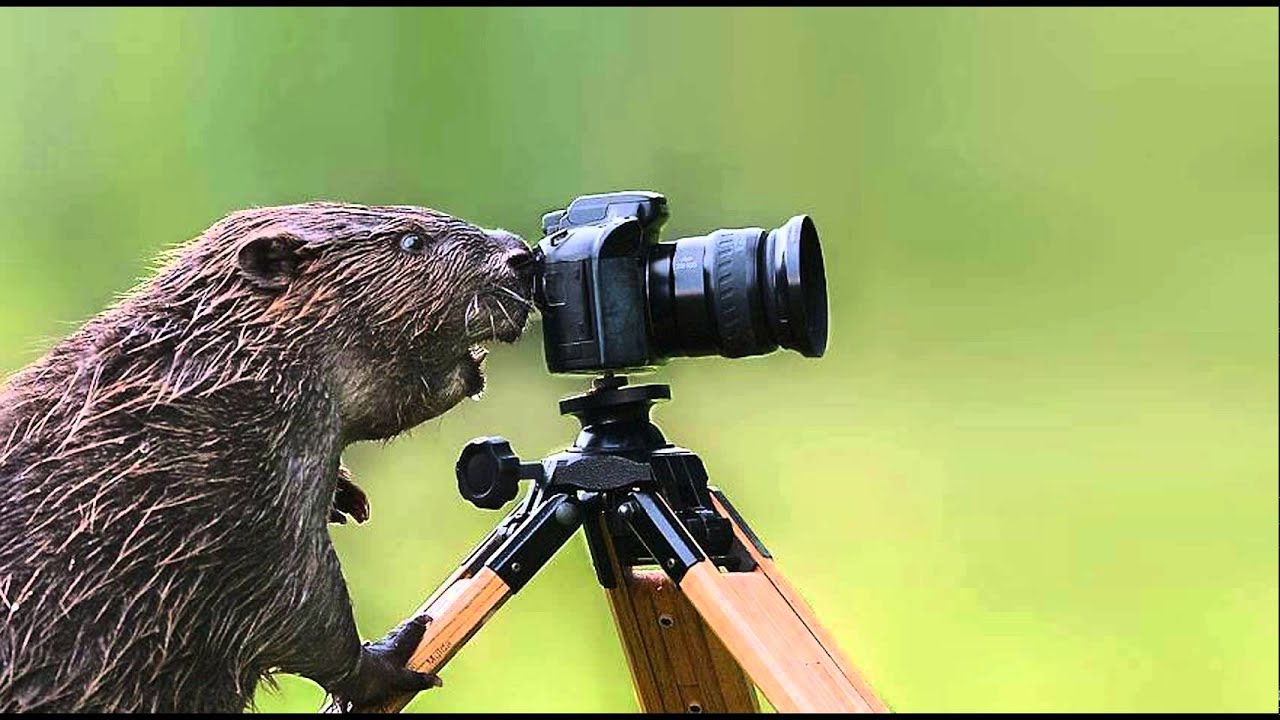 Животные Фотографы Фото