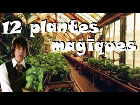 12 PLANTES MAGIQUES dans la saga Harry Potter 🌱 !