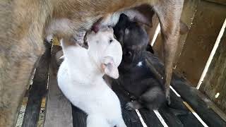 Small cute puppies milk feed. #dog #shorts #shortvideos #reels