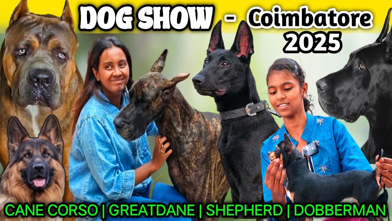 இத்தனை வெரைட்டி நாய்களா? | Dog show 2025 | கோயமுத்தூர் நாய்கள் கண்காட்சி | Breeder Details & Contact