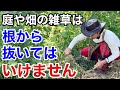 こういう草取りをしてる方は今すぐやめて下さい　　【カーメン君】【雑草退治】【雑草対策】【初心者】