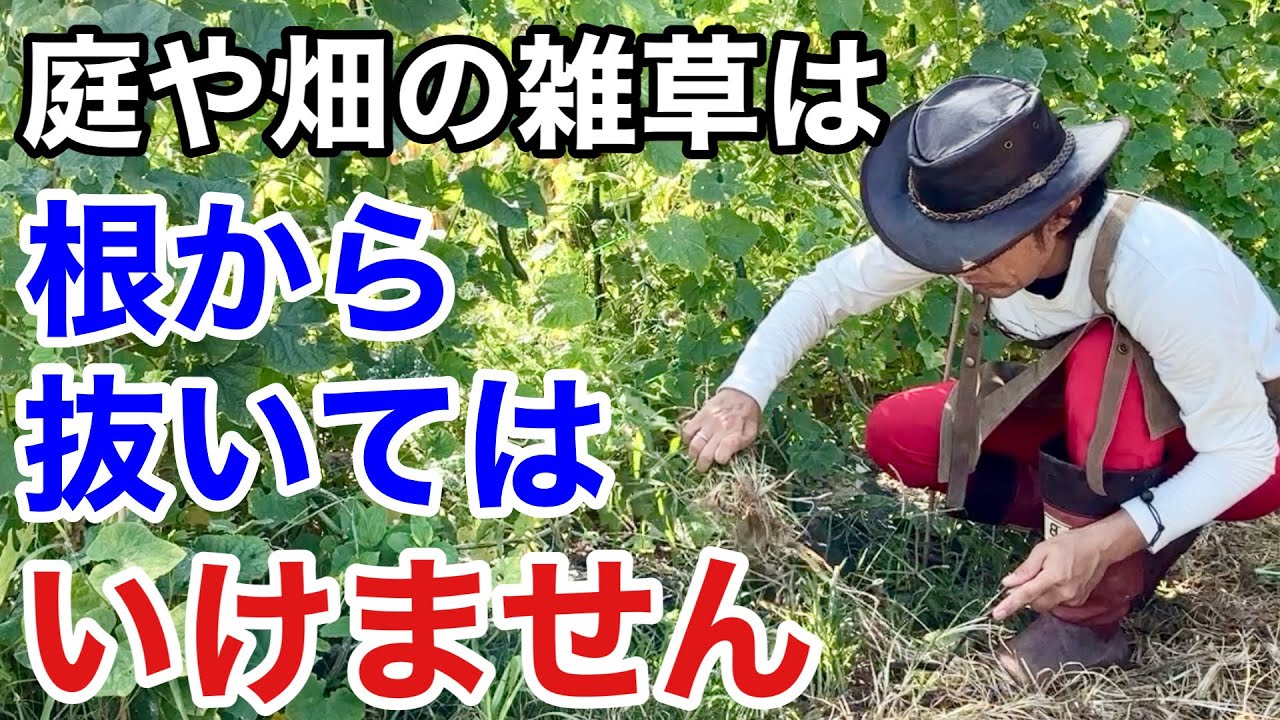 こういう草取りをしてる方は今すぐやめて下さい　　【カーメン君】【雑草退治】【雑草対策】【初心者】