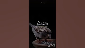 #قران_كريم #تلاوة_خاشعة #تلاوة_مميزة #المنشاوي #المنشاوي_الباكي #تلاوات_نادرة