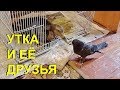 Утка, Ворона, Голуби, Собаки и Кот