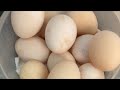 RAW EGG PEELING - Moha melo