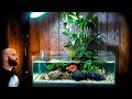 Making a Peace Lily Betta Fish Aquarium From Start To Finish (Minisode)