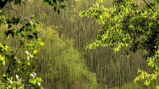 เสียงฝนตกเบาๆ ในป่าที่เงียบสงบ ช่วยให้ผ่อนคลาย สงบ  สบายอารมณ์