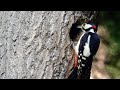 Woodpecker Behavior and Diet