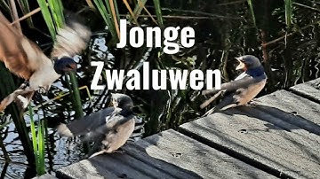 Jonge Zwaluwen
