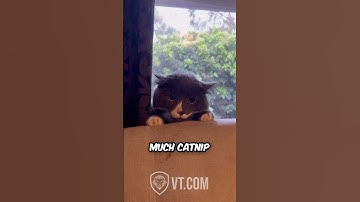 Cat Gets Absolutely Stoned on Catnip and Acts Hilariously Awkward! 🐾🤣