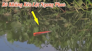 Câu Cá Rô Đồng , Đụng Bầy Cá Rô Khủng Ăn Kéo Lật Ngang Phao Dưới Đám Lục Bình