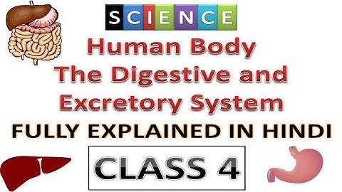 Human body digestive and excretory system | class 4 | digestive system | excretory system | Science