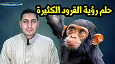 ØªÙØ³ÙŠØ± Ø­Ù„Ù… Ø§Ù„Ù‚Ø±Ø¯ Ù…Ø§ Ù…Ø¹Ù†Ù‰ Ø±Ø¤ÙŠØ© Ø§Ù„Ù‚Ø±ÙˆØ¯ ÙÙ‰ Ø§Ù„Ù…Ù†Ø§Ù… Youtube