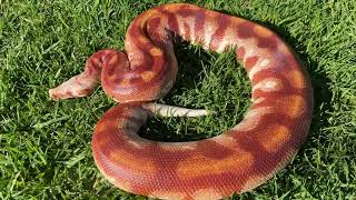 T-Albino Blood Python 