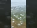 кисель из медуз може прогрелось соленость повысилось хамсу выловили кисель из медуз може прогрелось соленость повысилось хамсу выловили