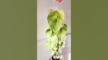 Easy moss pole care! #houseplants #plants #plantlover