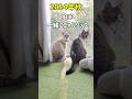 庭に現れた猫｜威嚇して猫パンチされた先住猫と仲良くなるまで　#shorts