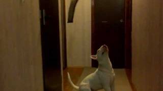 Bull Terrier 7 Months