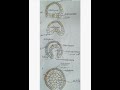 مراحل التطور الجنيني Gastrulation of Amphioxus